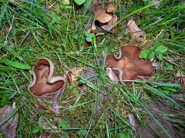 2005 :  Un anno di funghi
